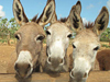 Donkey Sanctuary