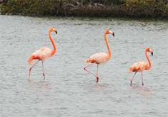 Flamingos