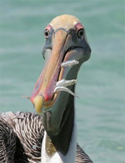 Pelican